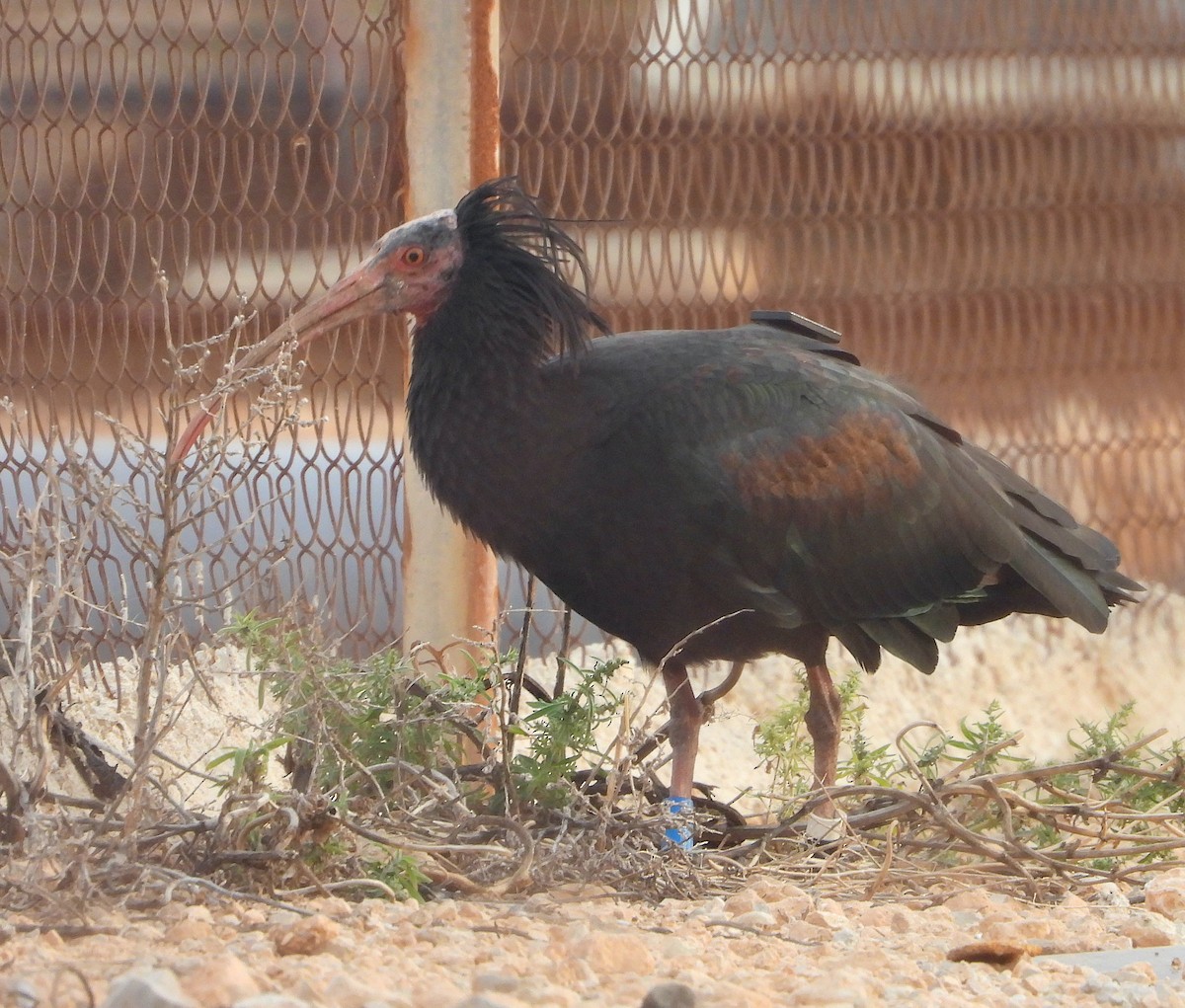 Northern Bald Ibis - ML643603534