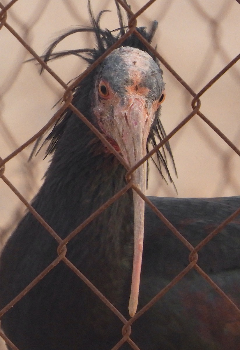 Northern Bald Ibis - ML643603538