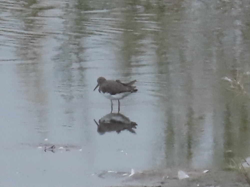 Green Sandpiper - ML643603551