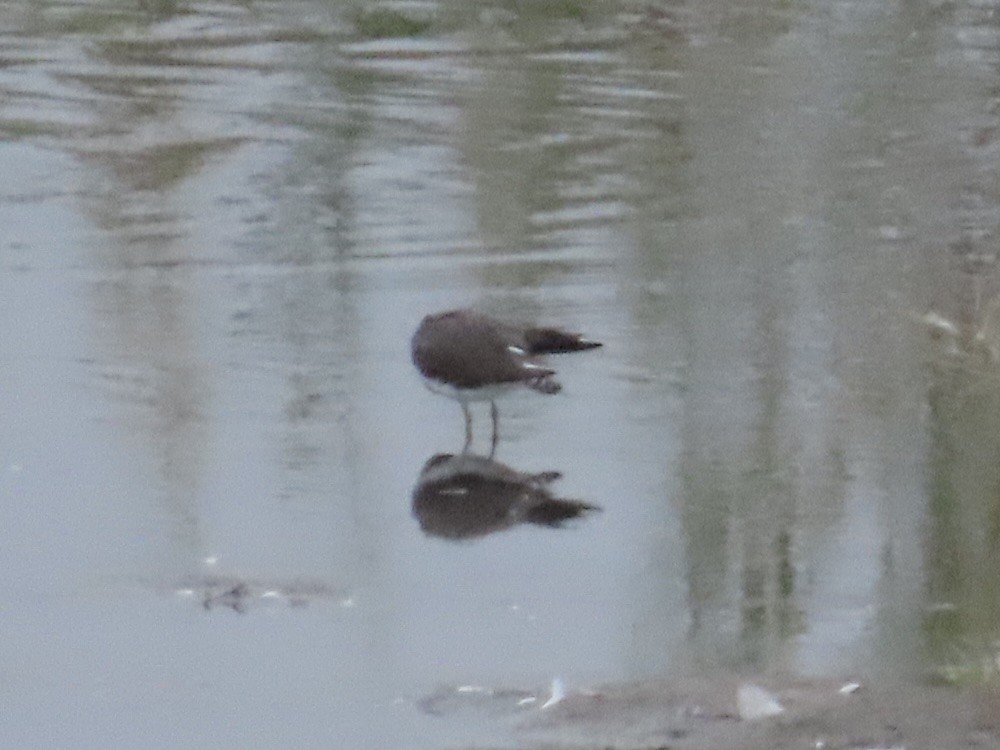 Green Sandpiper - ML643603552