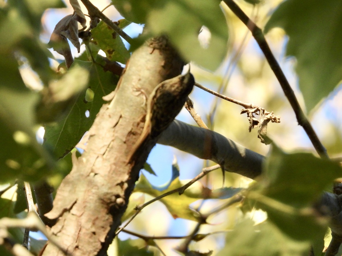 Brown Creeper - ML643603566