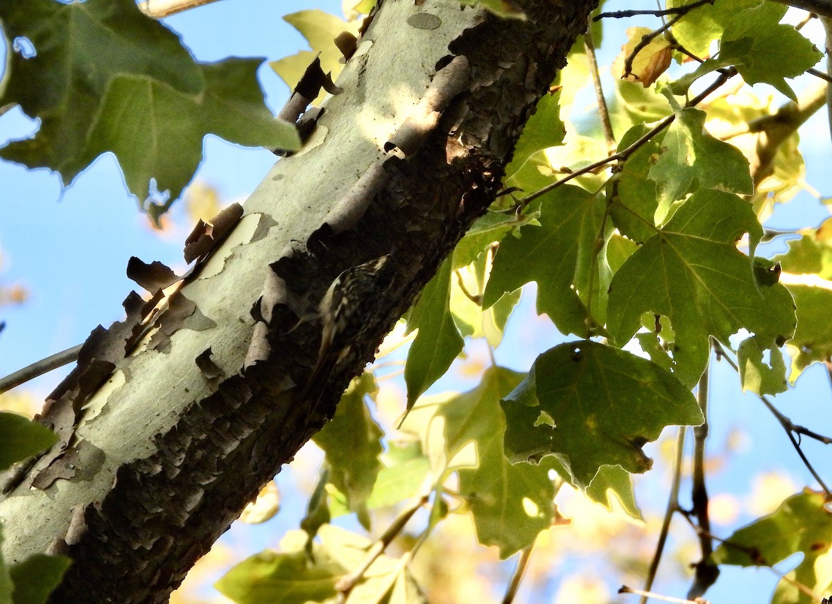 Brown Creeper - ML643603567