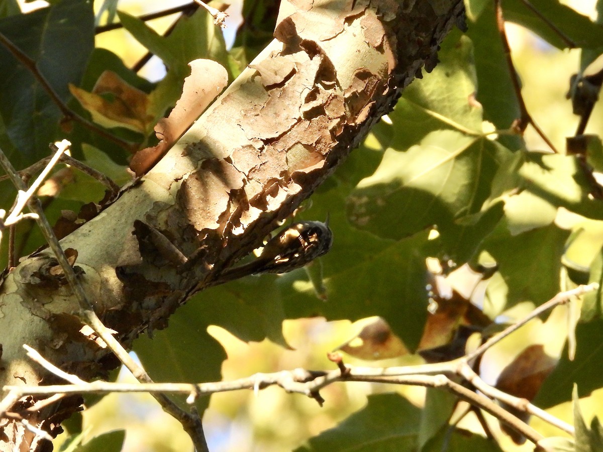 Brown Creeper - ML643603568