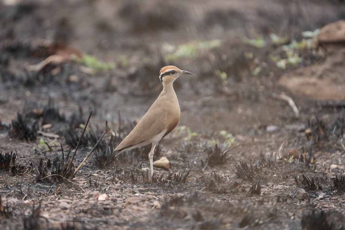 Temminckrennvogel - ML643603570