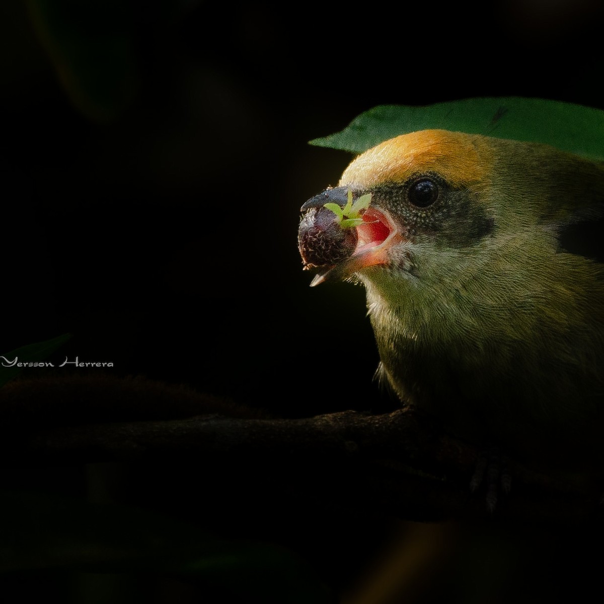 Burnished-buff Tanager - ML643603589