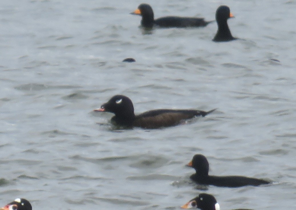 White-winged Scoter - ML643603590