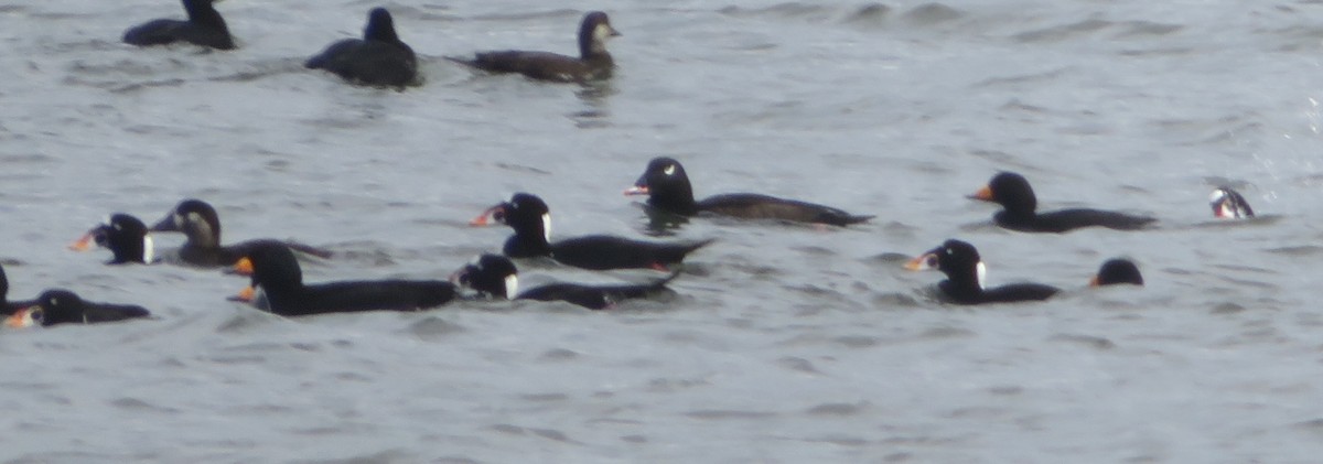 Surf Scoter - ML643603604