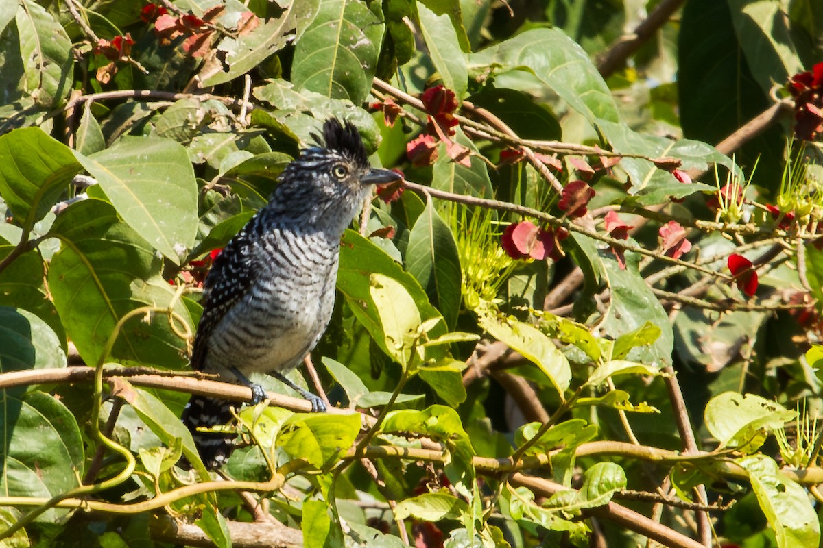 Barred Antshrike - ML643603608