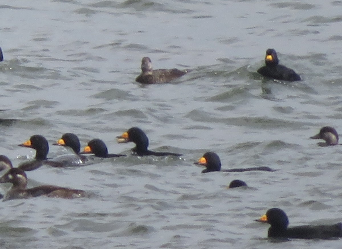 Black Scoter - ML643603611