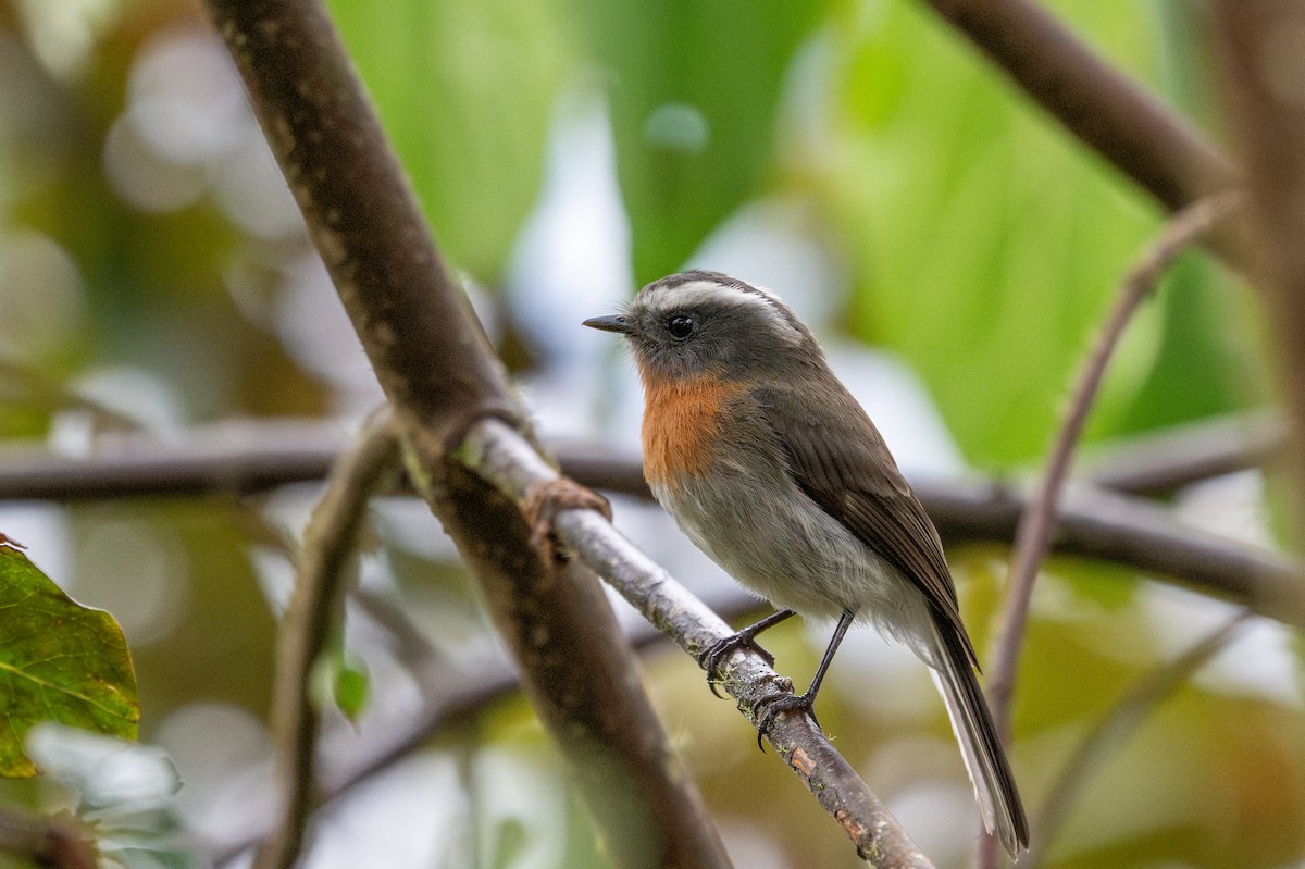 Rufous-breasted Chat-Tyrant - ML643603616