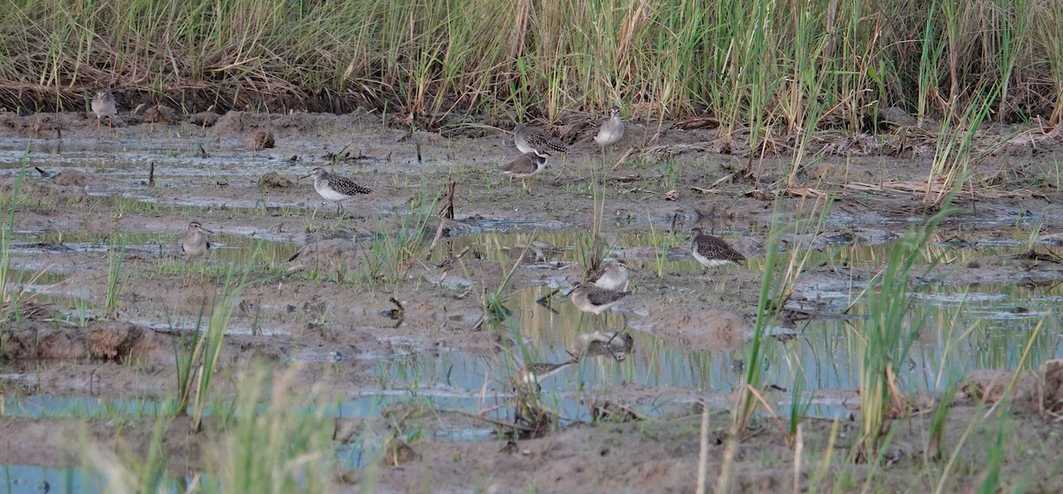 Wood Sandpiper - ML643603634
