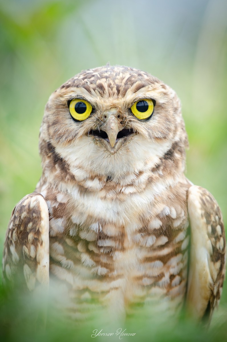 Burrowing Owl - ML643603676