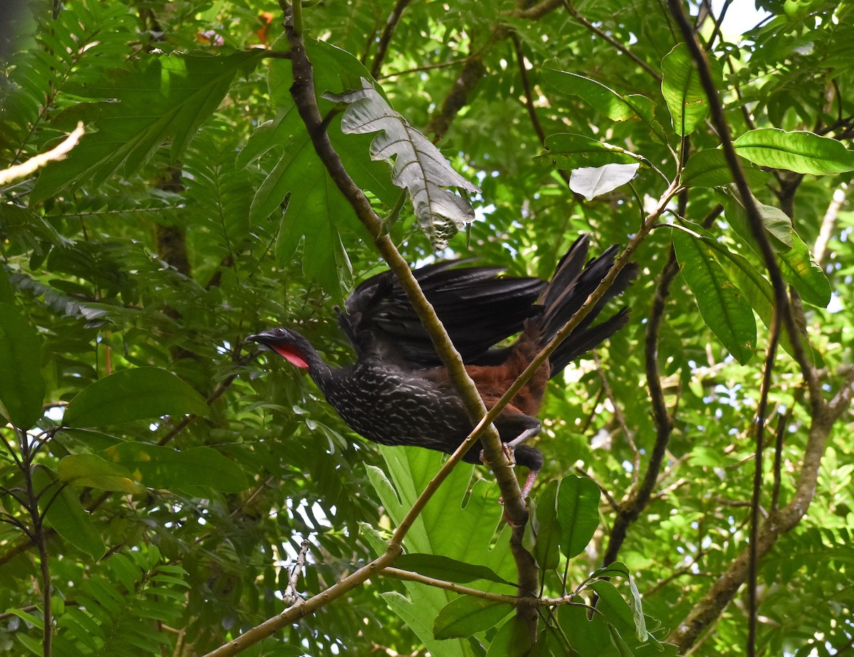 Crested Guan - ML643603681