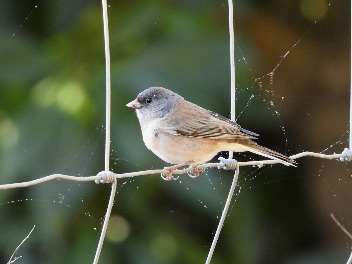 Dark-eyed Junco - ML643603683
