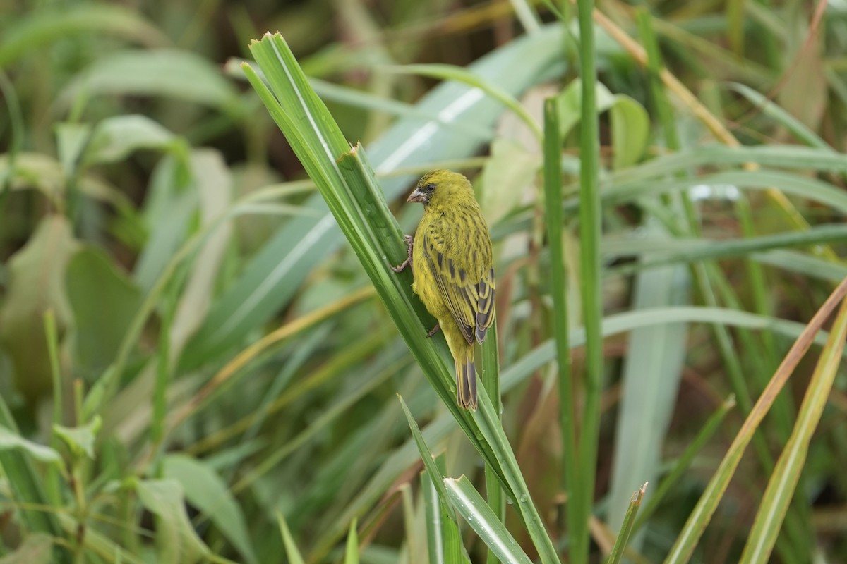 Papyrus Canary - ML643603703