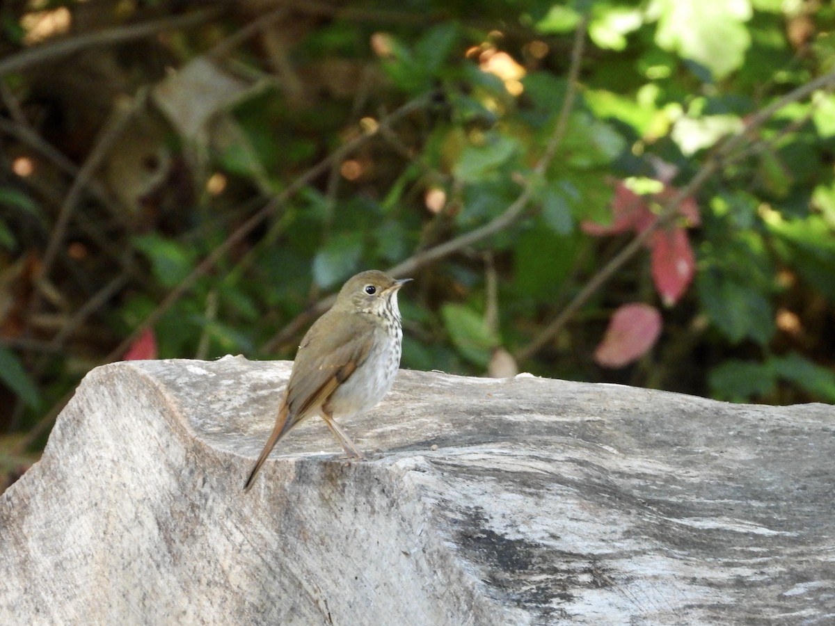 Hermit Thrush - ML643603722