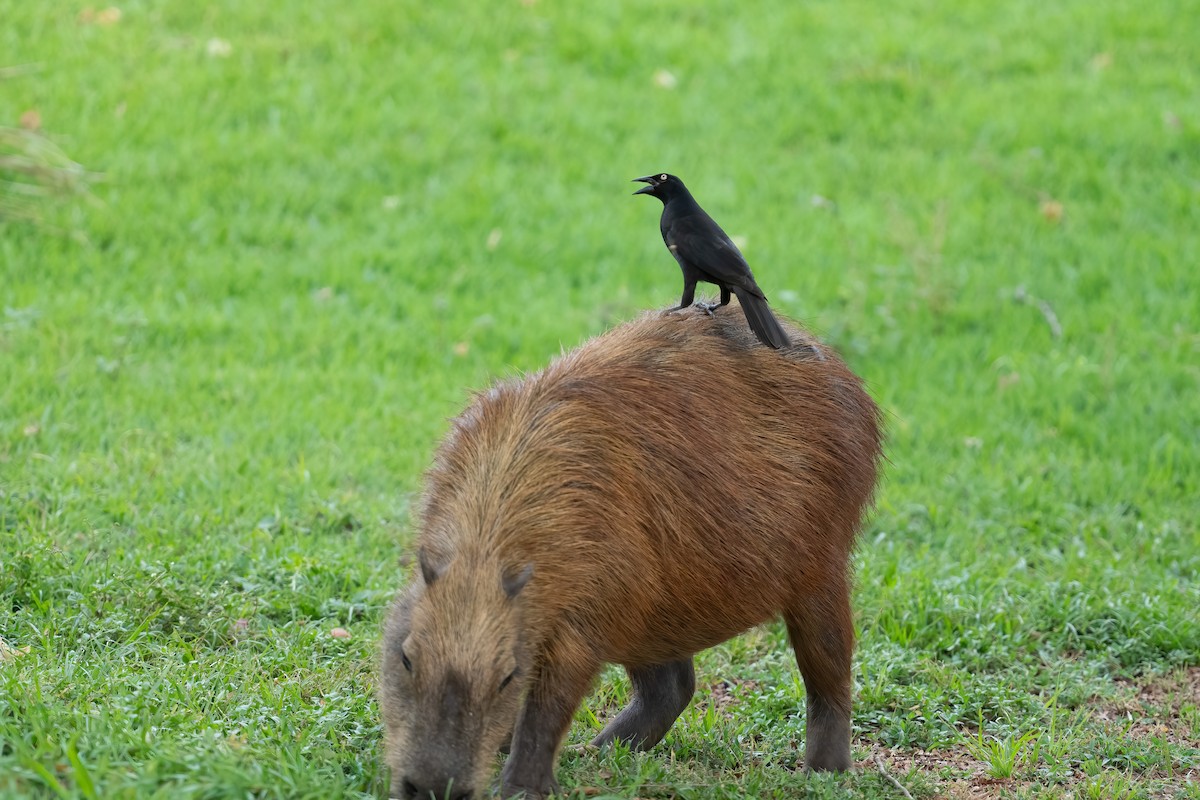 オオコウウチョウ - ML643603723