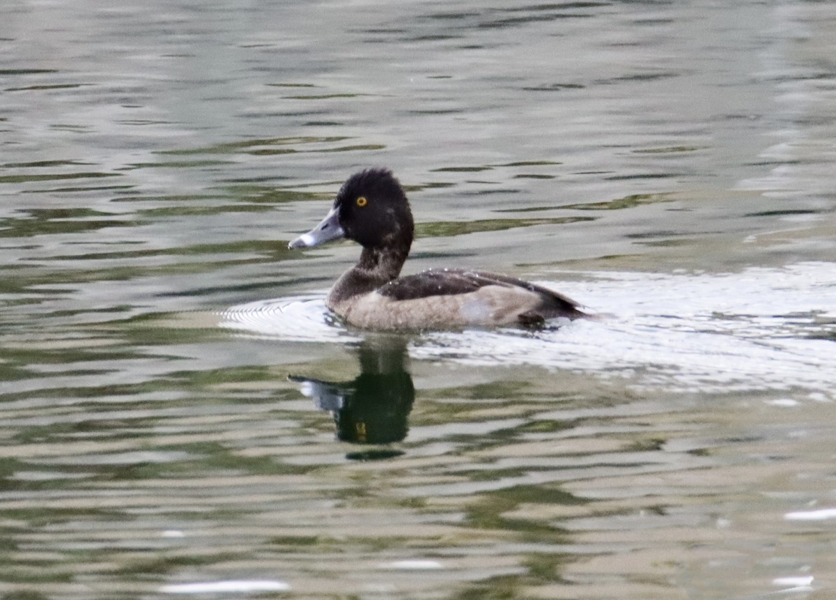 Ring-necked Duck - ML643603725
