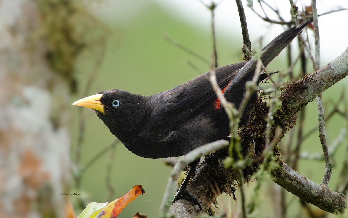 Scarlet-rumped Cacique - ML643603731
