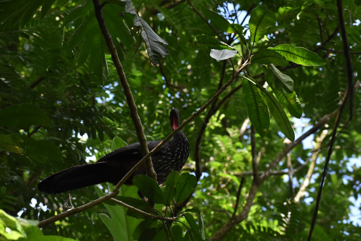 Crested Guan - ML643603737