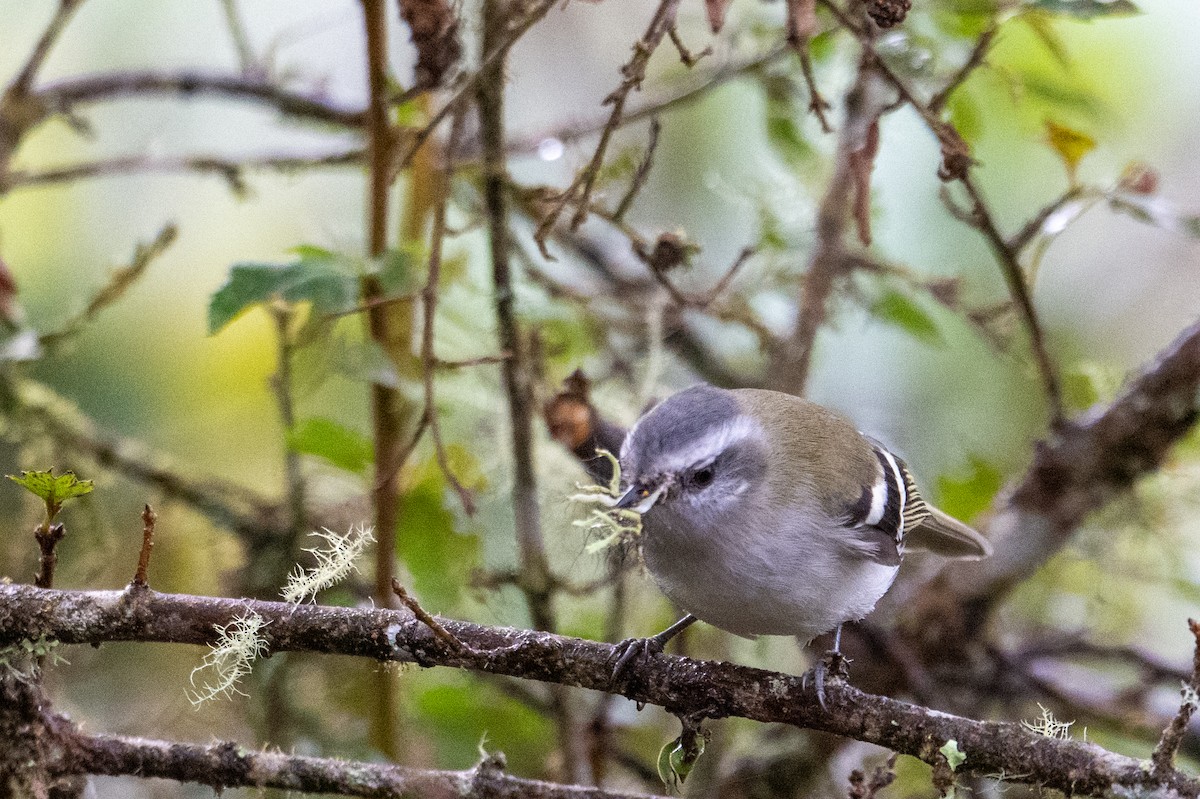 White-banded Tyrannulet - ML643603747