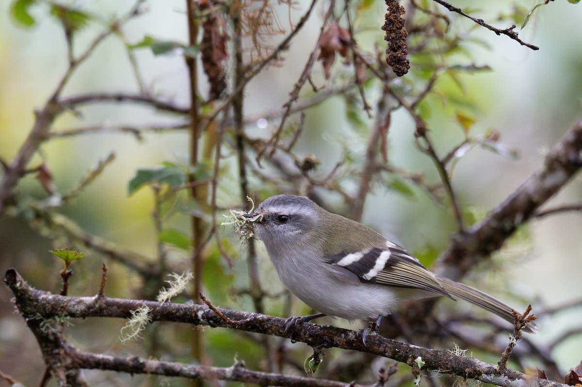 White-banded Tyrannulet - ML643603748