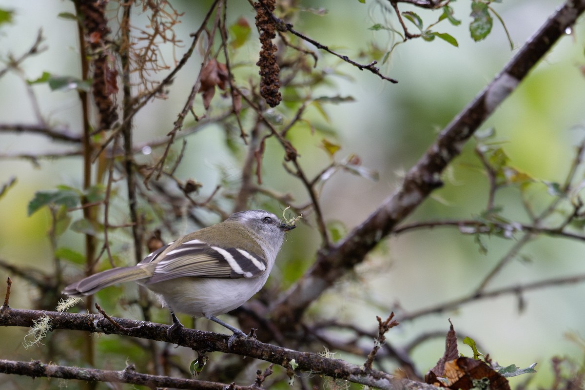 White-banded Tyrannulet - ML643603749
