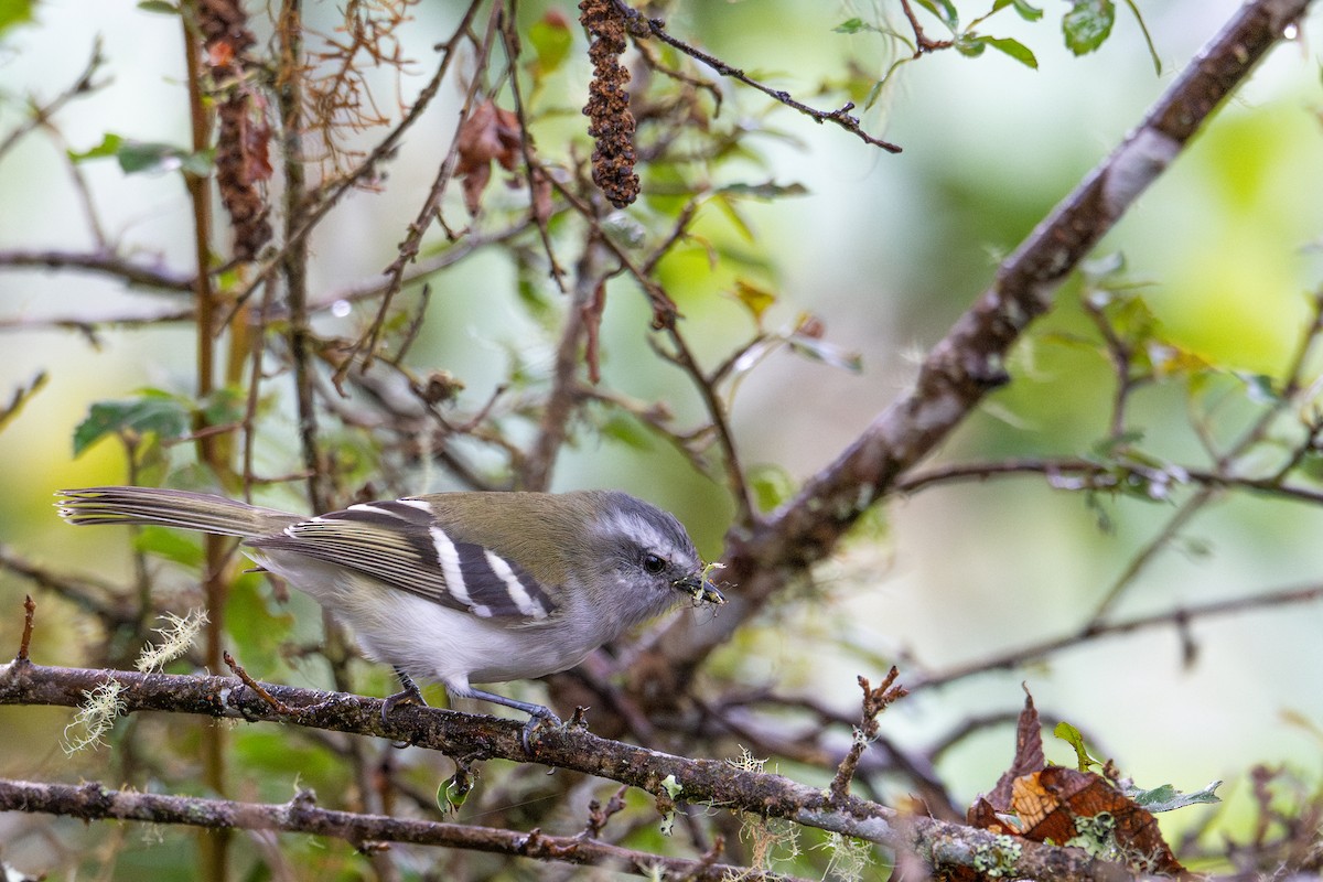White-banded Tyrannulet - ML643603750
