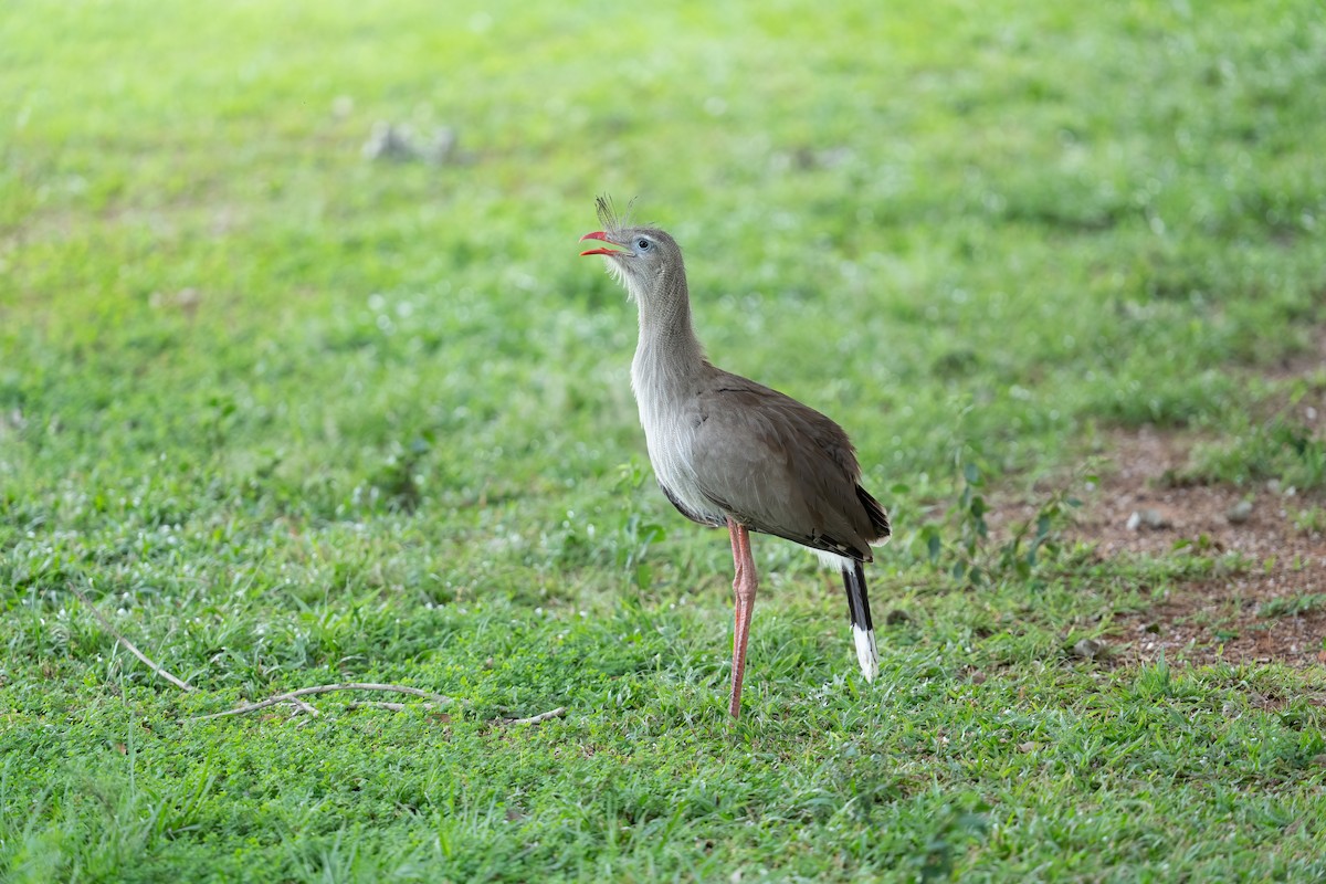 アカノガンモドキ - ML643603755