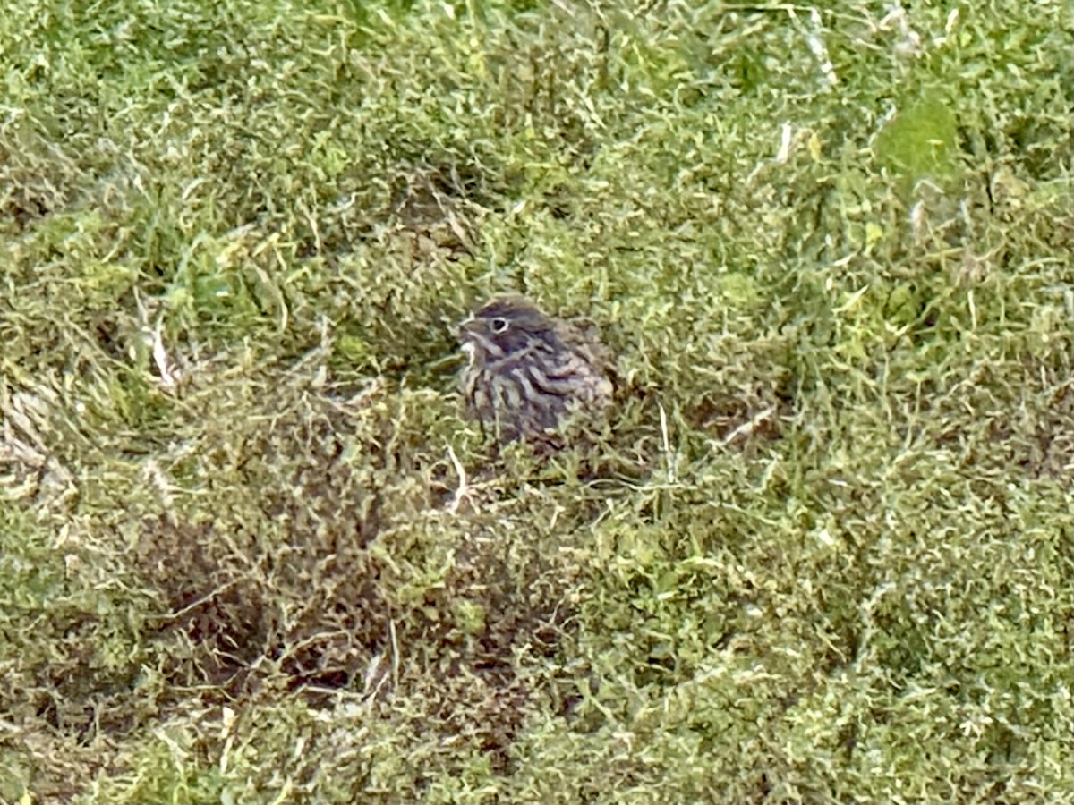 Vesper Sparrow - ML643603761