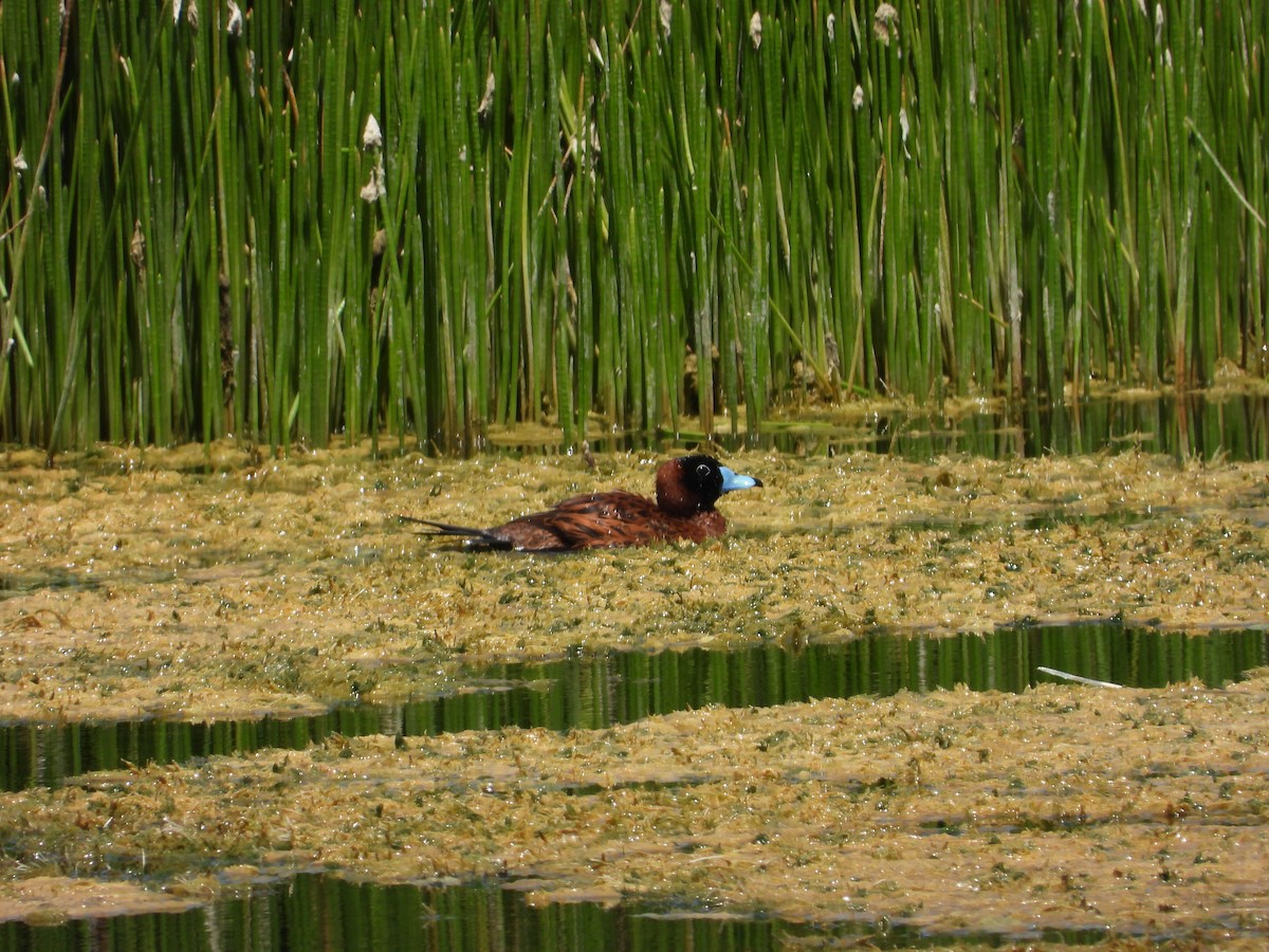 Masked Duck - ML643603780