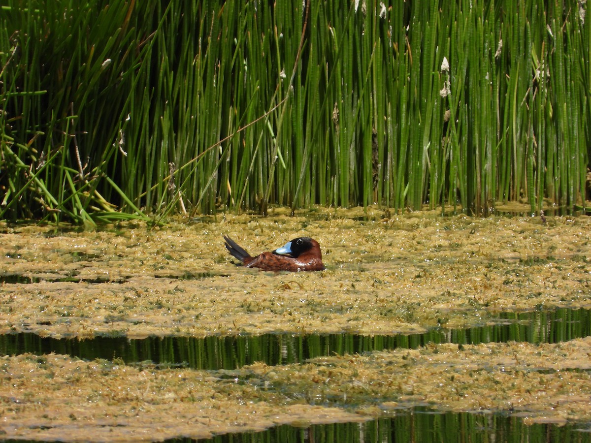 Masked Duck - ML643603781