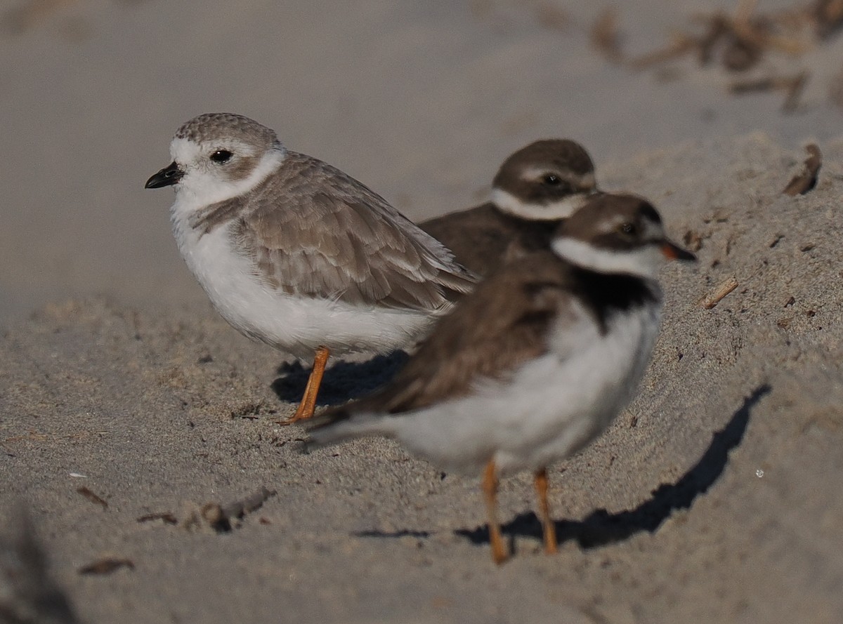 Piping Plover - ML643603783