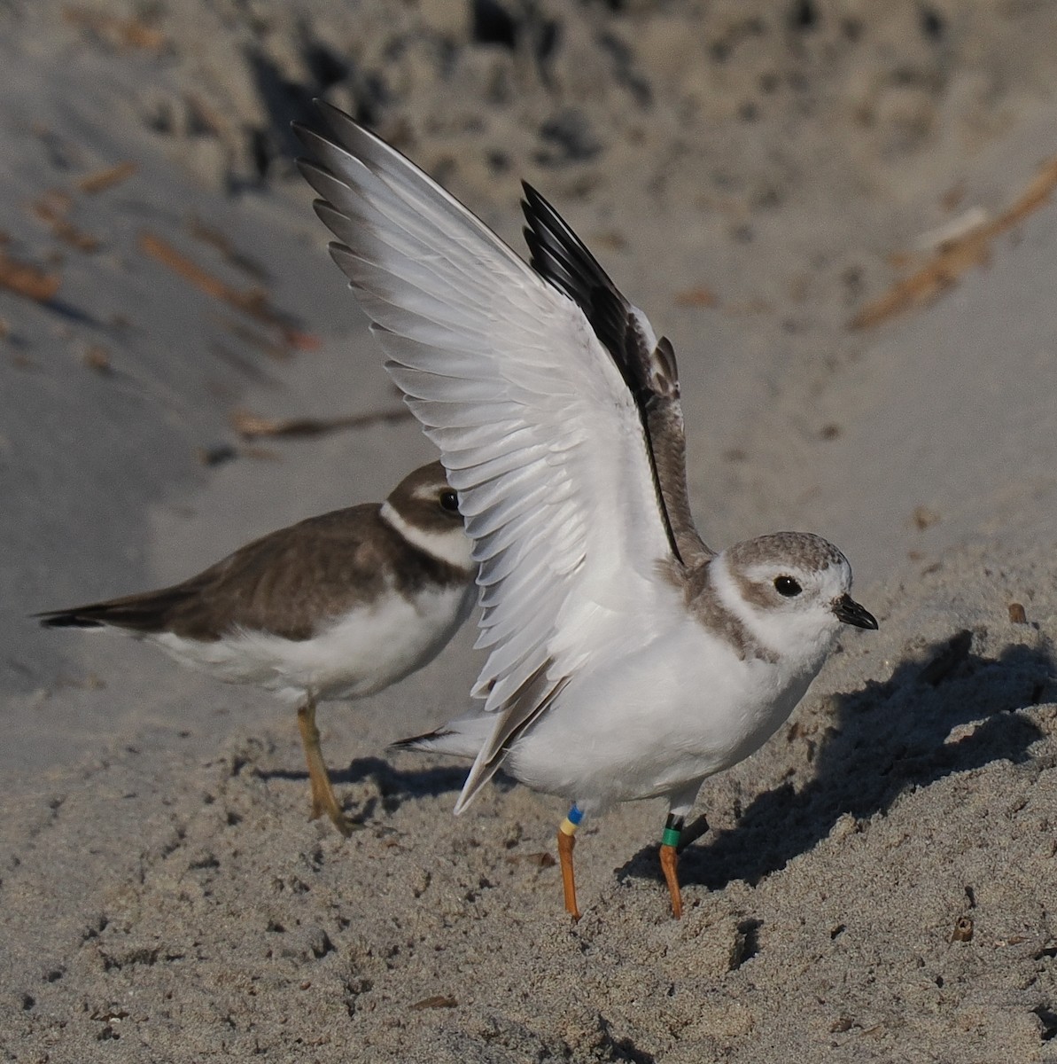 Piping Plover - ML643603784