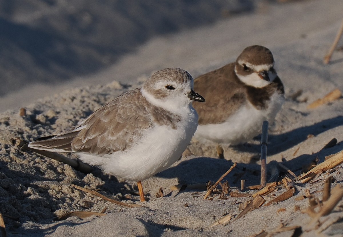Piping Plover - ML643603785