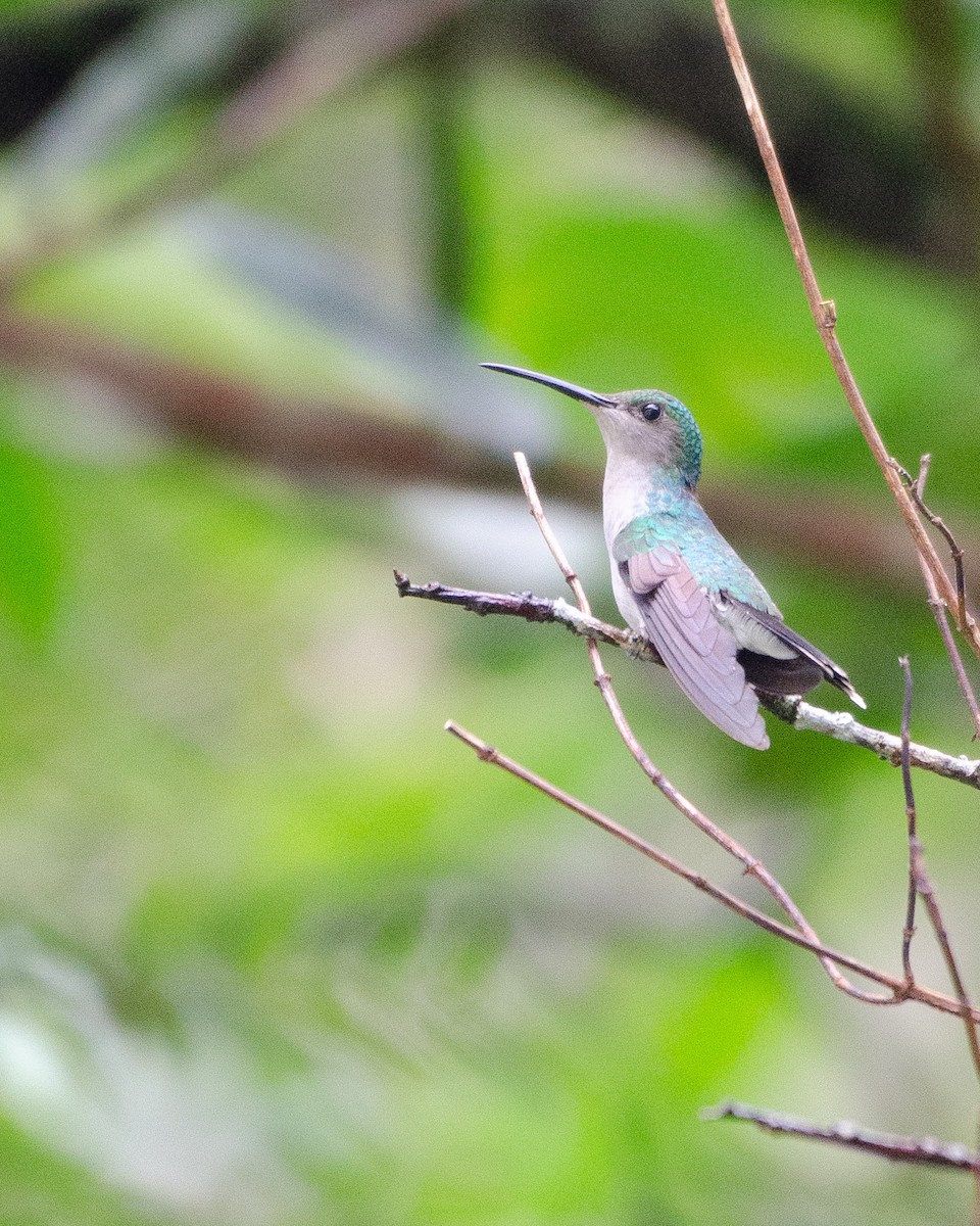 Gray-breasted Sabrewing - ML643603789