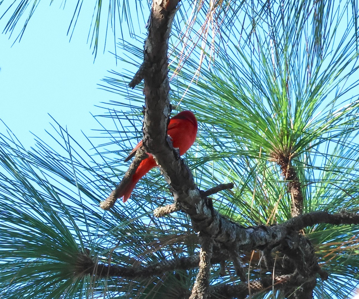 Summer Tanager - ML643603800