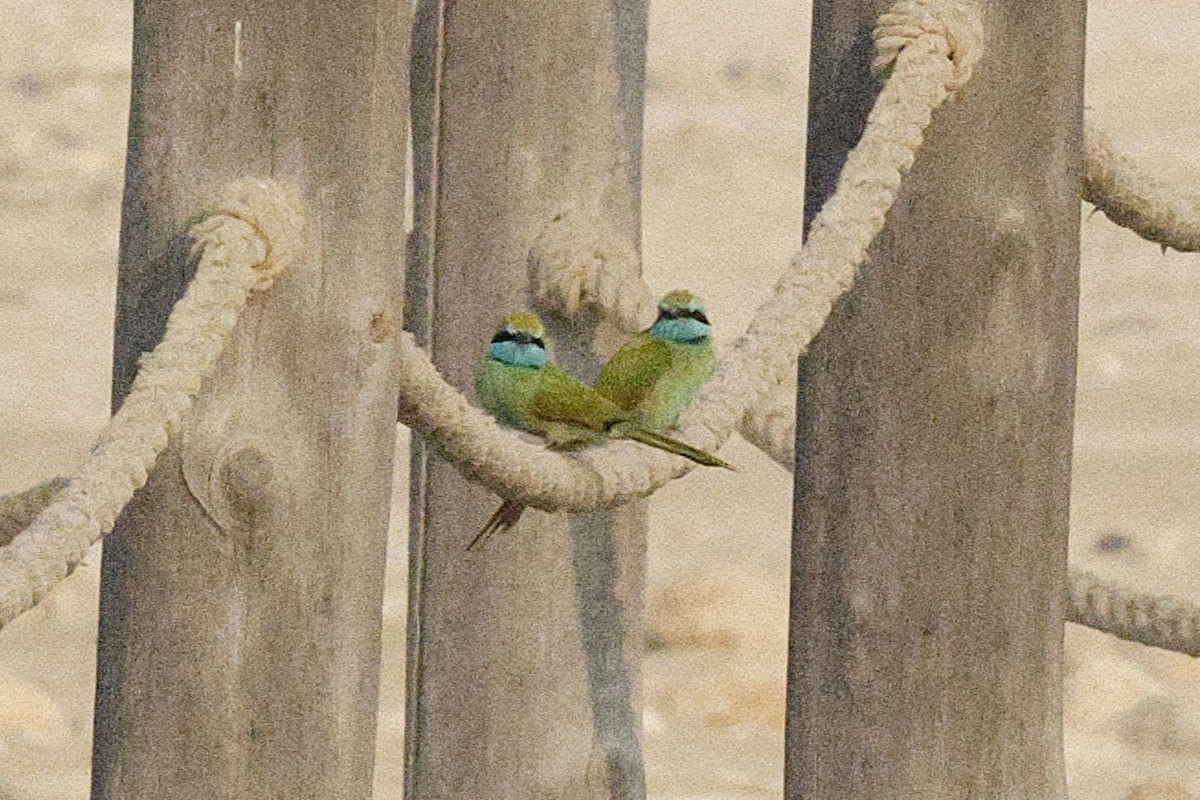 Arabian Green Bee-eater - ML643603808