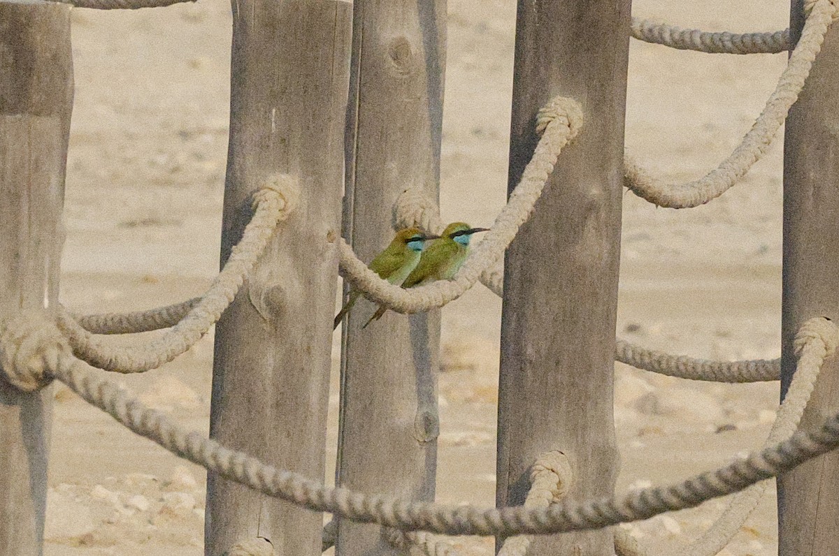 Arabian Green Bee-eater - ML643603811