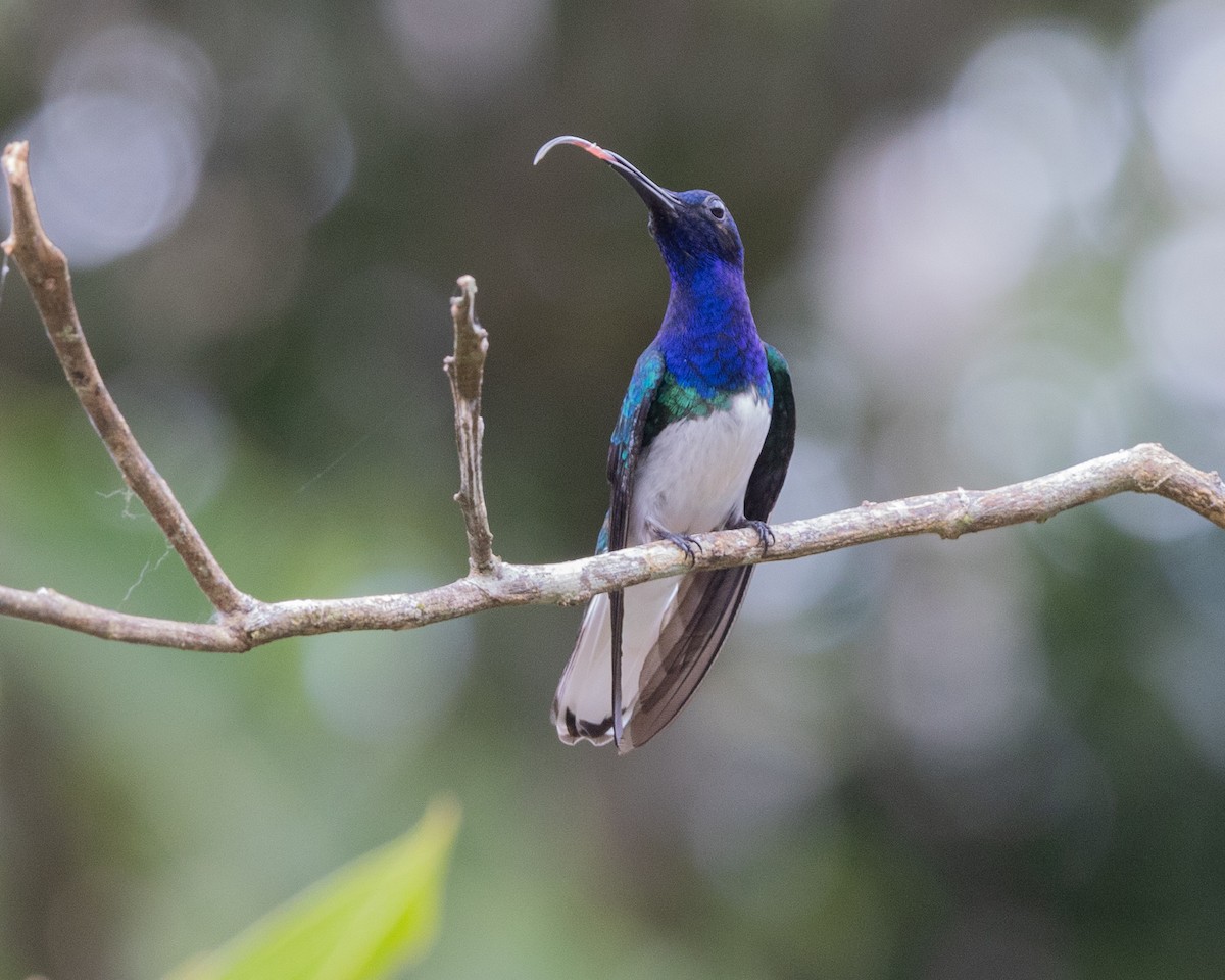 Colibri jacobin - ML643603812