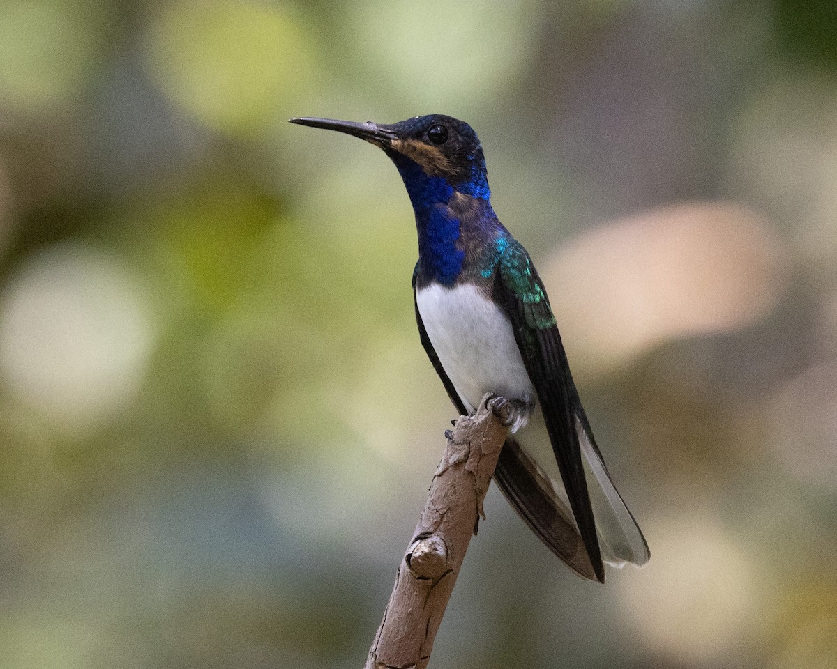 Colibri jacobin - ML643603813