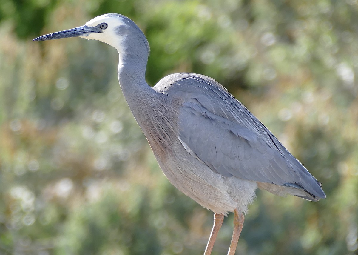 White-faced Heron - ML643603817