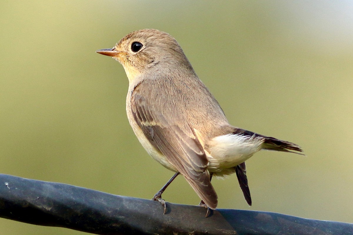 Red-breasted Flycatcher - ML643603830