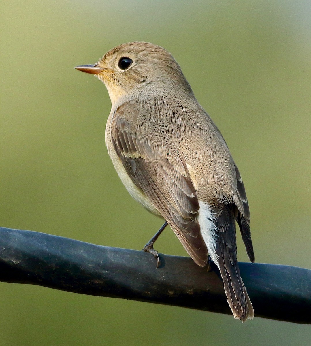 Red-breasted Flycatcher - ML643603831