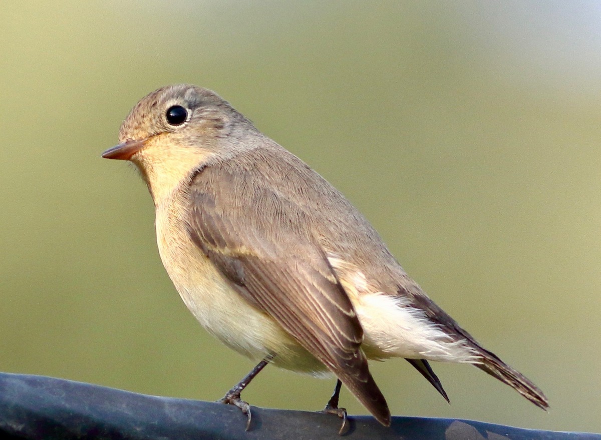 Red-breasted Flycatcher - ML643603832