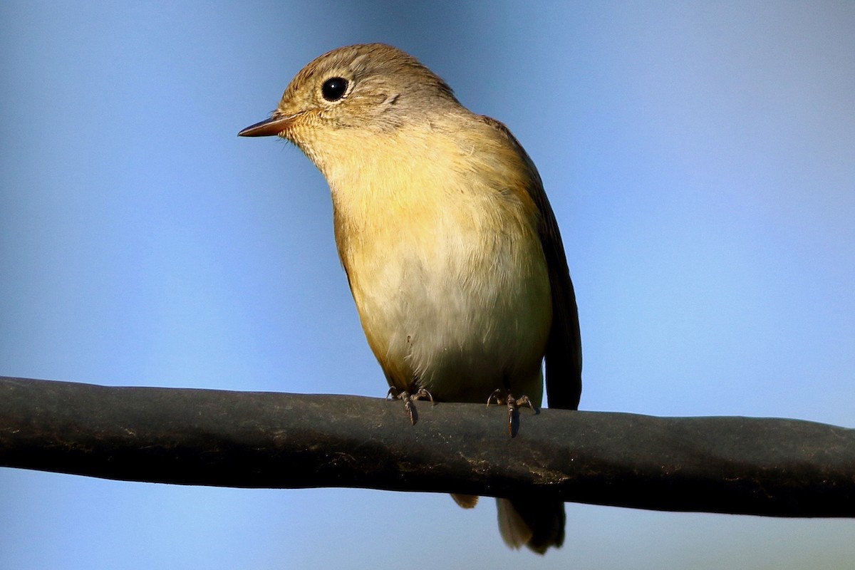 Red-breasted Flycatcher - ML643603833