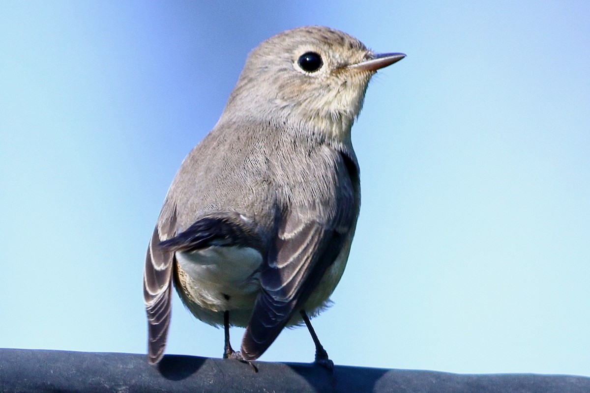 Red-breasted Flycatcher - ML643603834