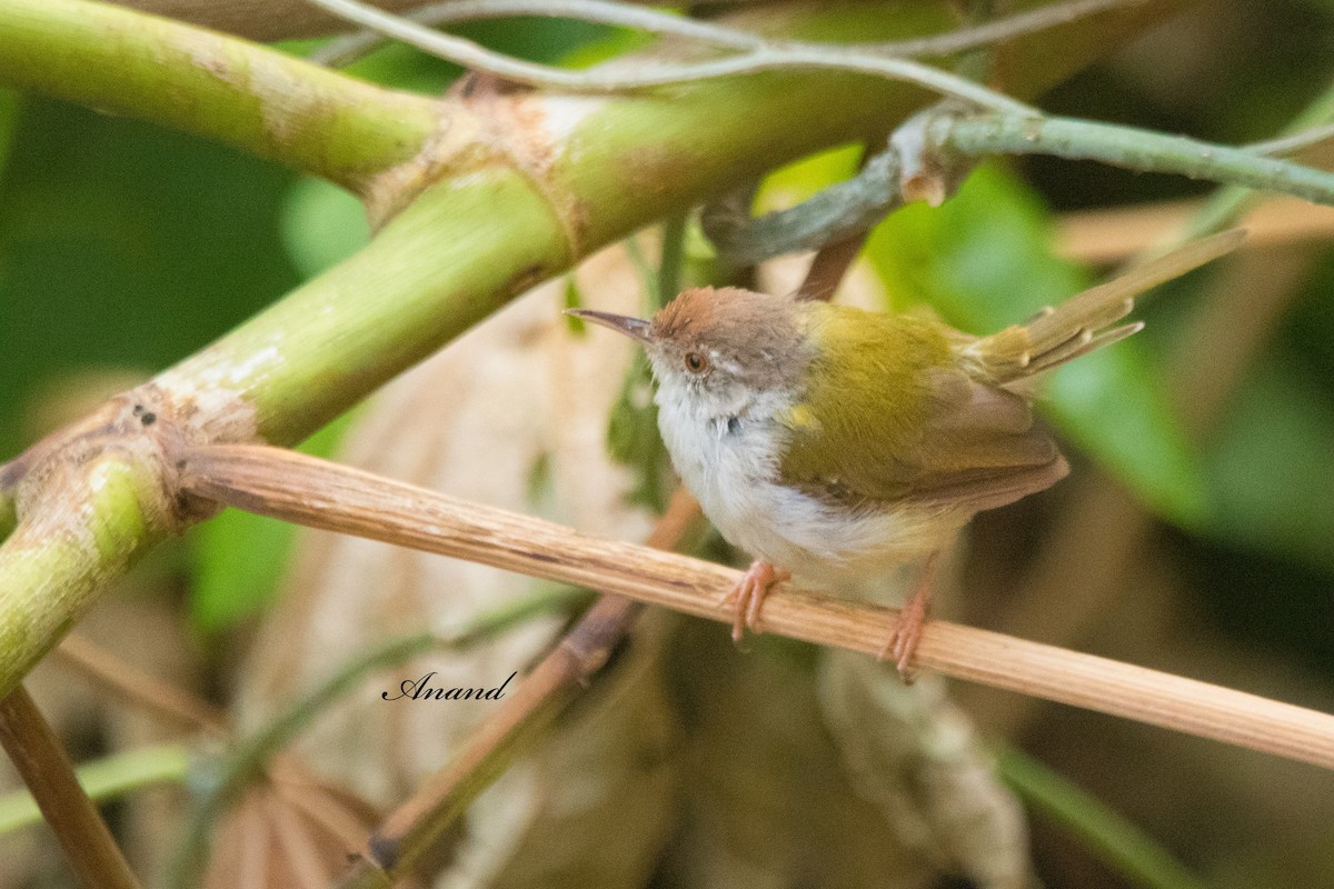 Common Tailorbird - ML643603837