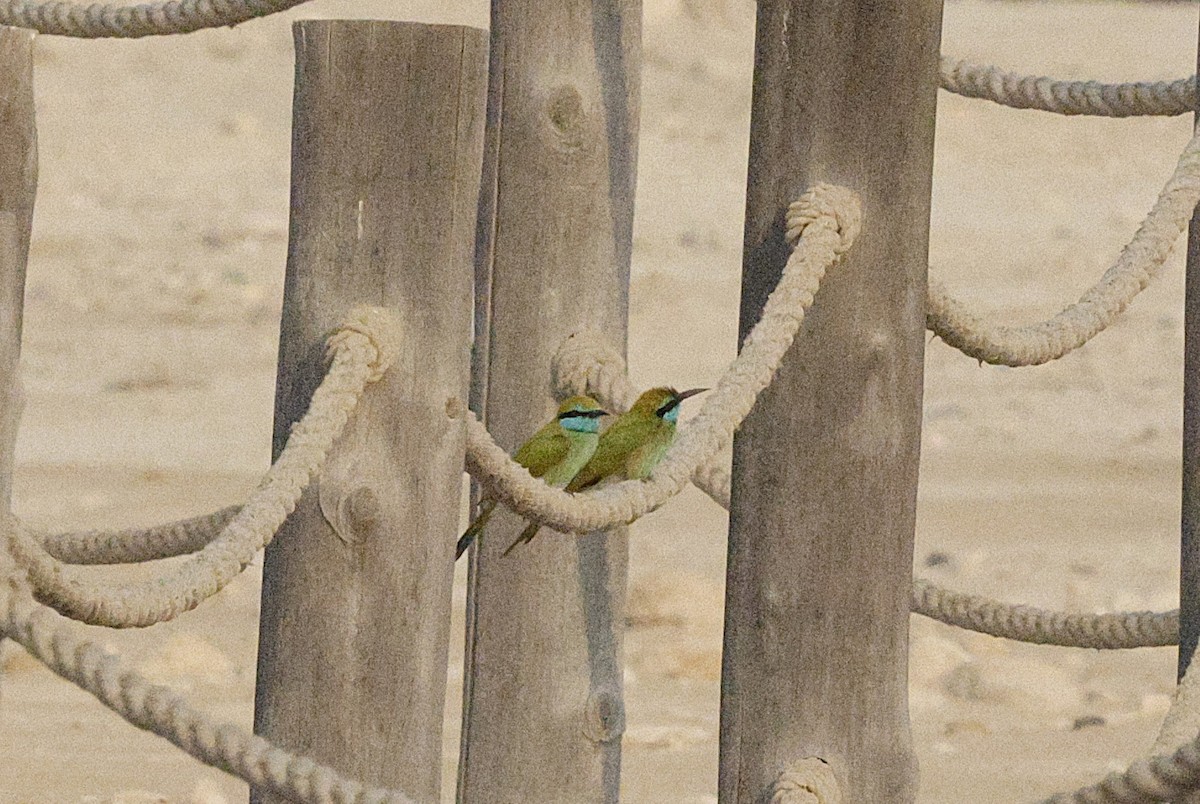 Arabian Green Bee-eater - ML643603838