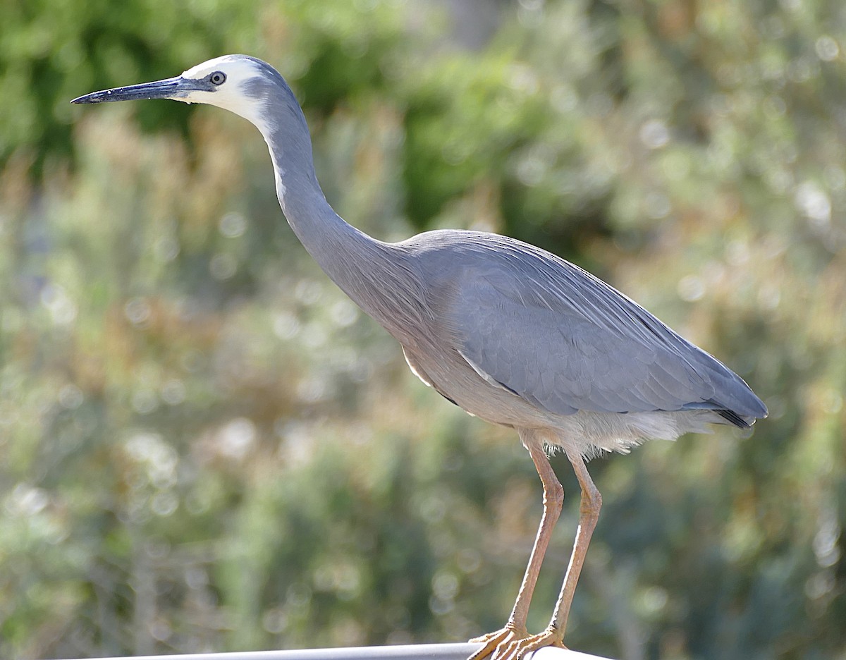 White-faced Heron - ML643603846